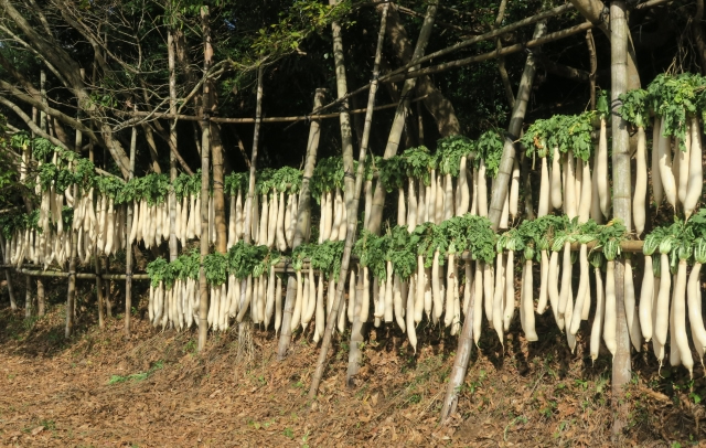 大根干し