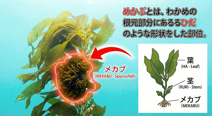 めかぶとは?わかめのどの部分にある?